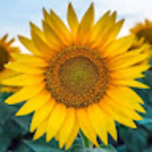 Meet your Posher, Liv